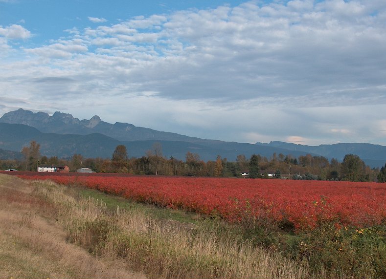 Pitt Meadows