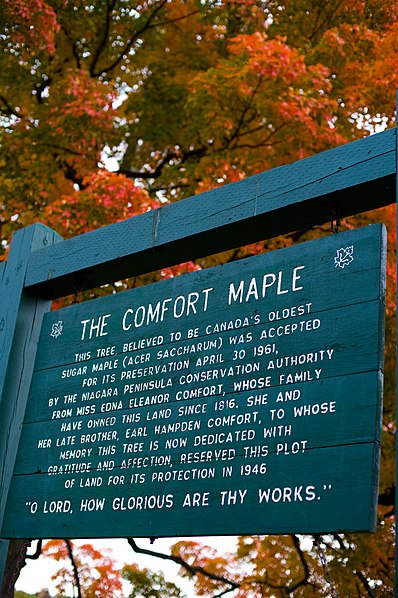 Comfort Maple