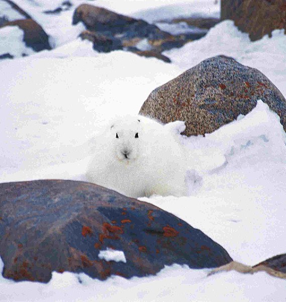 Parc national Wapusk