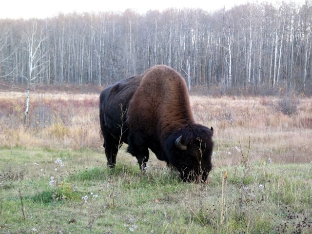 Parc national Elk Island