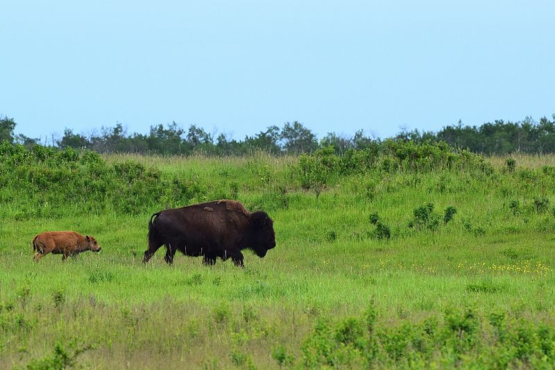 Parc national Elk Island