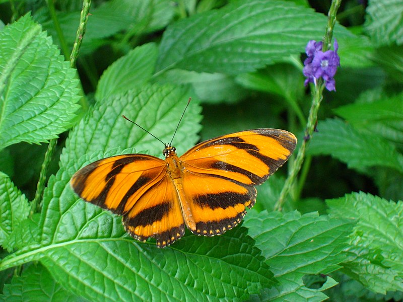 Niagara Parks Butterfly Conservatory