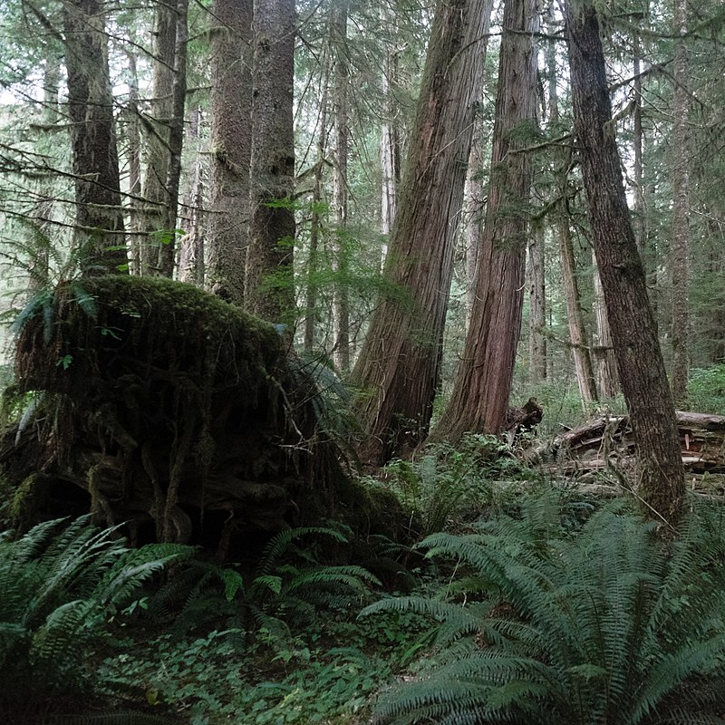 Carmanah Walbran Provincial Park