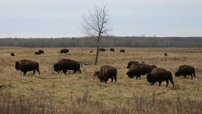 Park Narodowy Elk Island