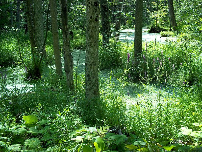 Park Krajobrazowy Bois-de-l'Île-Bizard