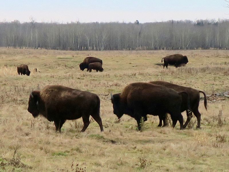 Parc national Elk Island