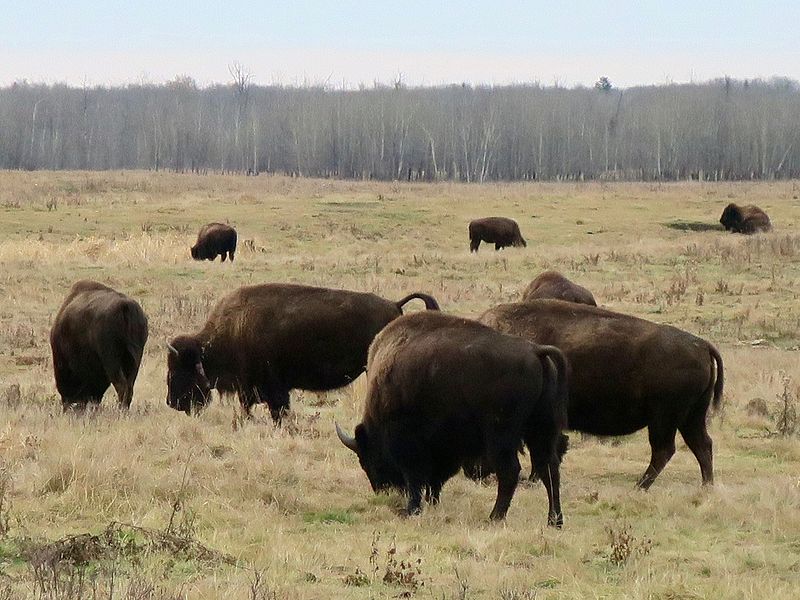 Park Narodowy Elk Island