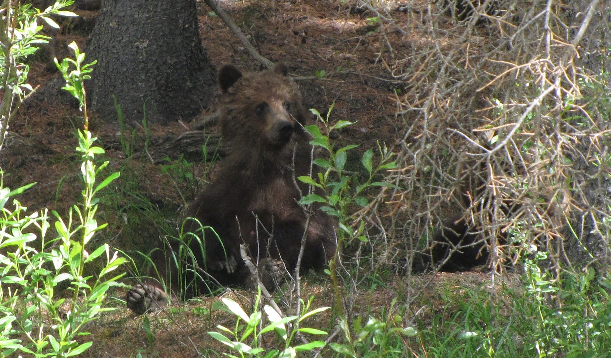 Kananaskis Country, Kanada