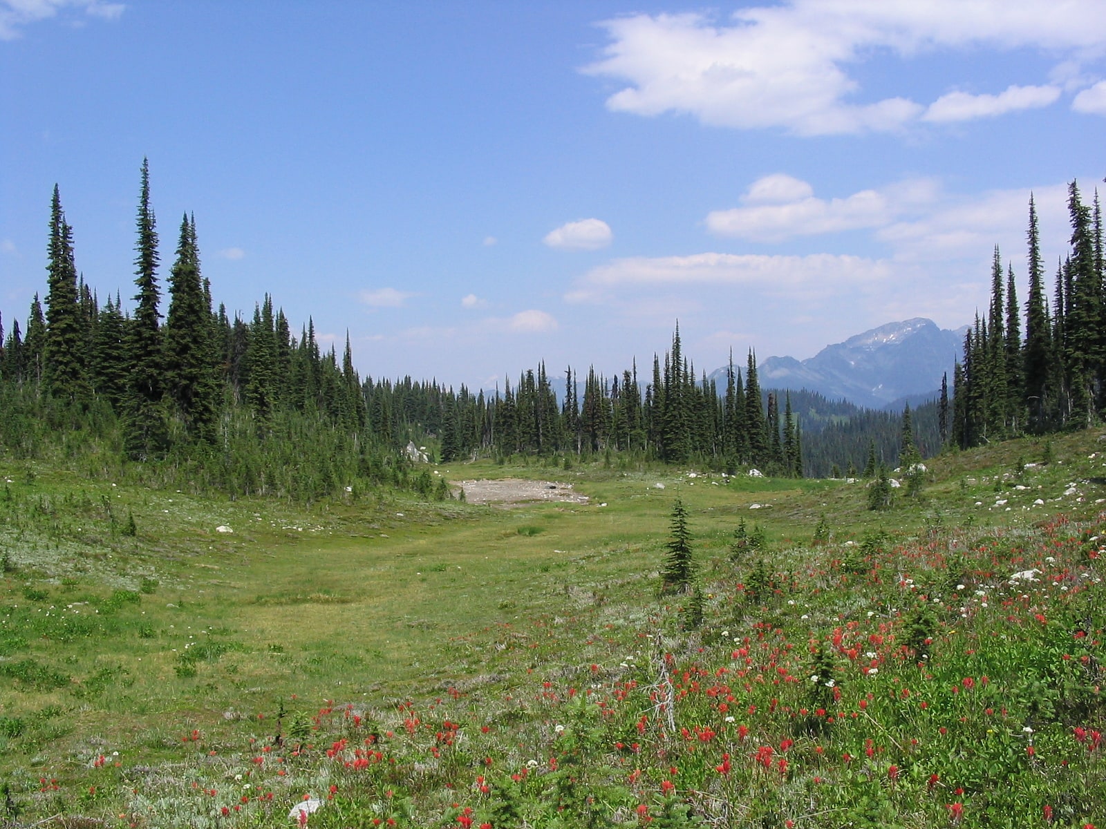 Mount Revelstoke National Park, Canada