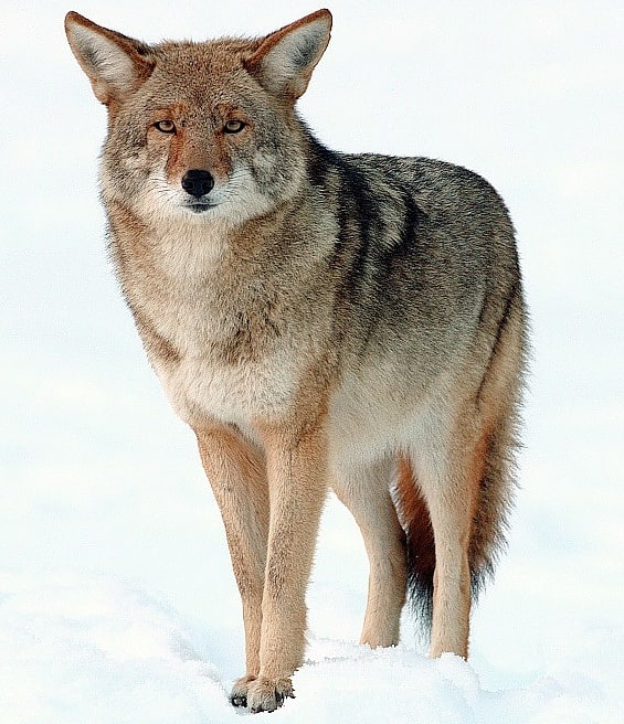 Zec Casault, Canada