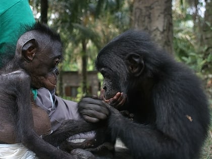 lola ya bonobo kinsasa