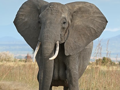 Gangala-na-Bodio Elephant Domestication Center
