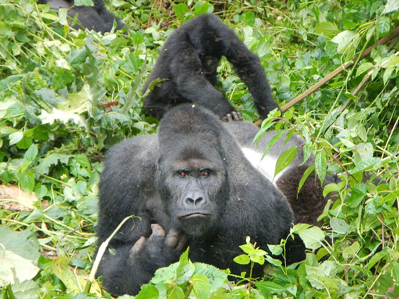 Parc national de Kahuzi-Biega