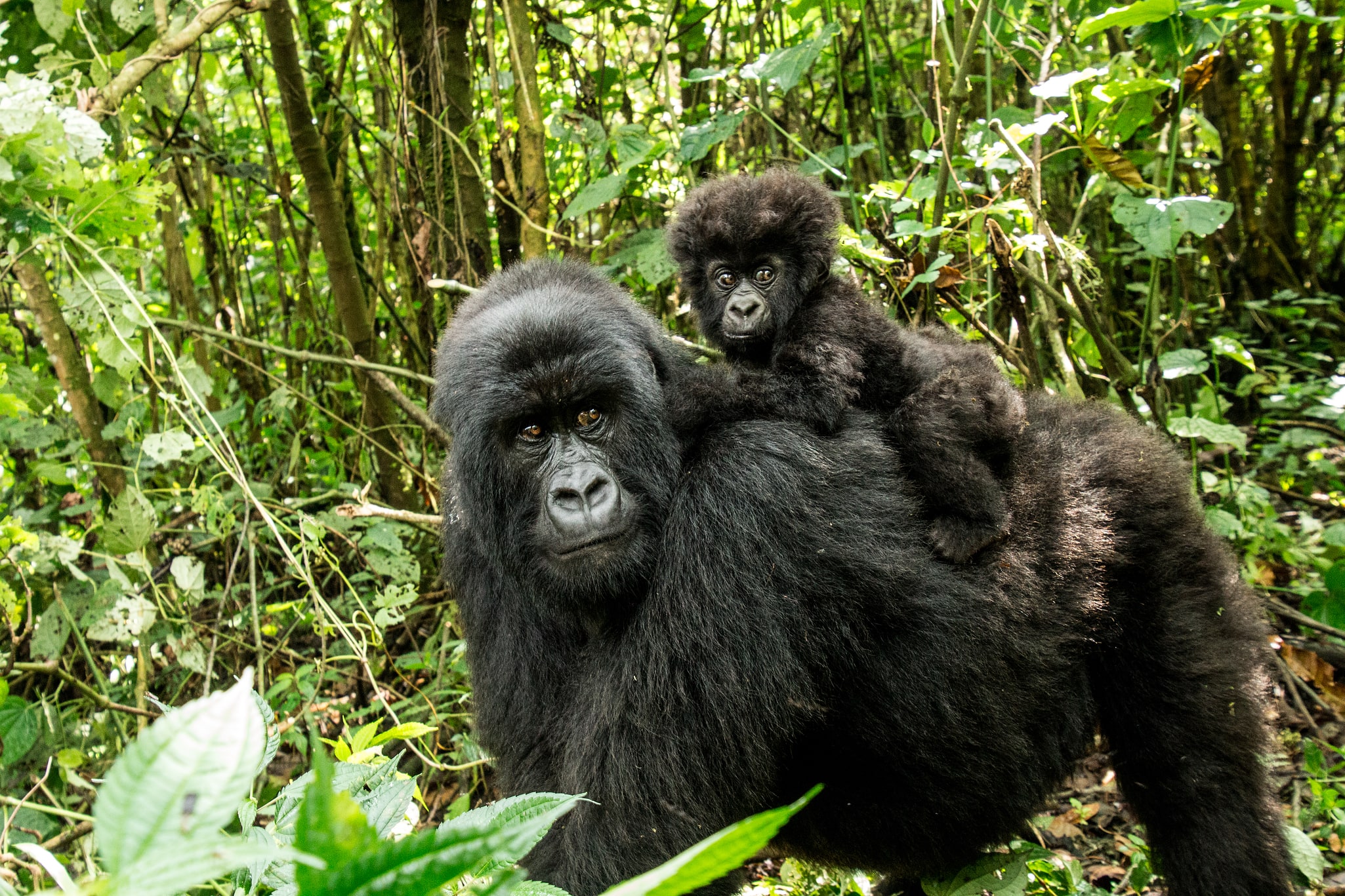 Nationalpark Virunga, Demokratische Republik Kongo