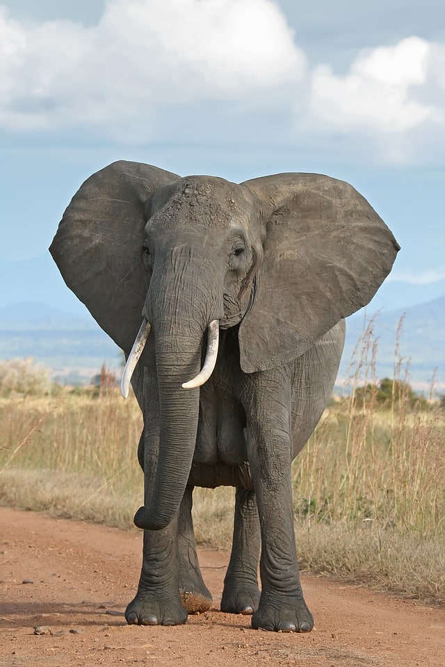 Gangala-na-Bodio Elephant Domestication Center, Demokratyczna Republika Konga