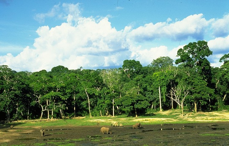 Dzanga-Sangha-Schutzgebiet
