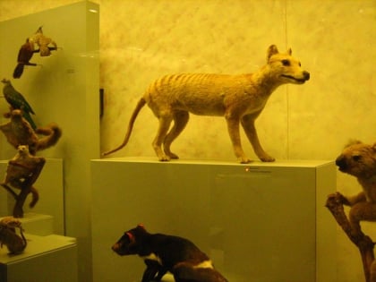 Zoologisches Museum