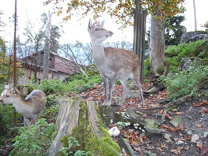 natur und tierpark goldau