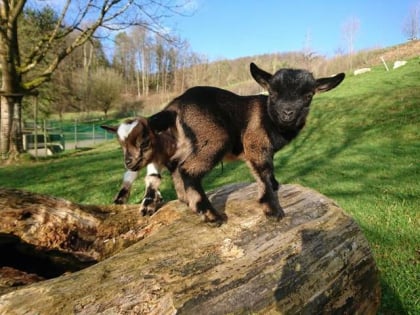 Tierpark Weihermätteli