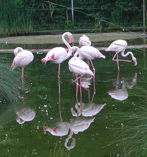 Parc zoologique Dählhölzli