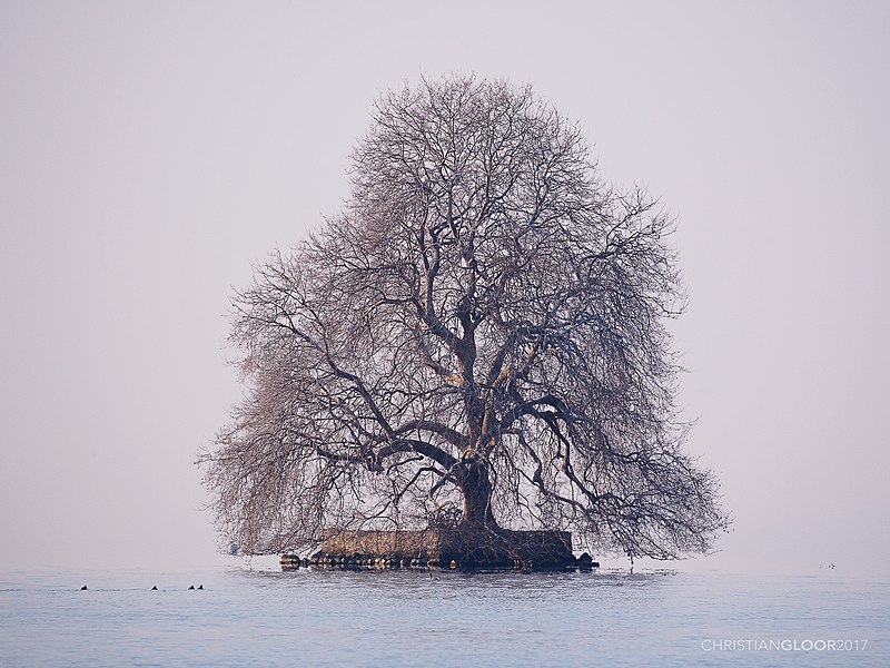 Île de Peilz