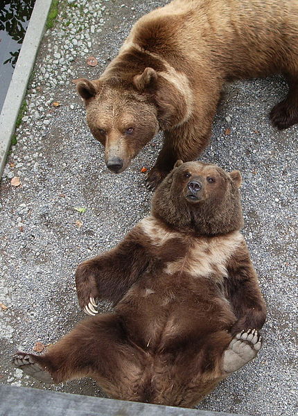 Fosse aux ours de Berne