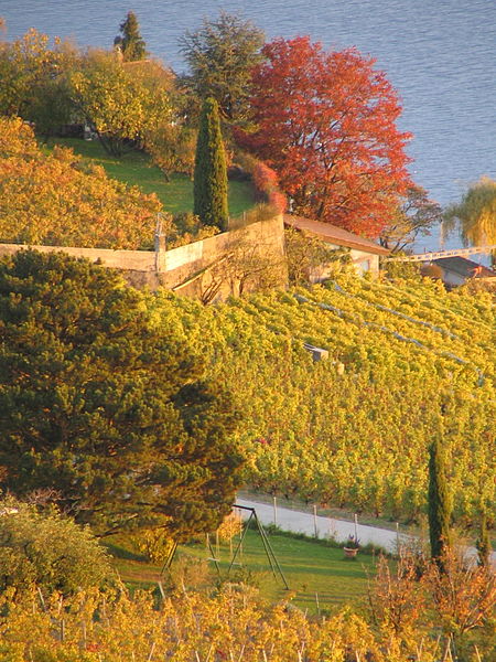 Lavaux