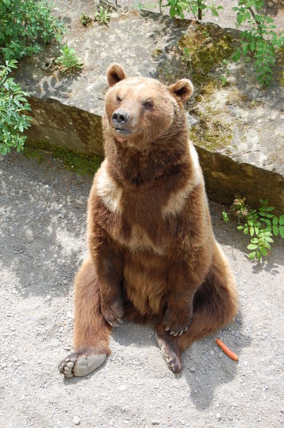 Fosse aux ours de Berne