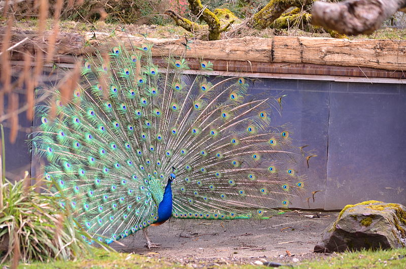 Ogród Zoologiczny