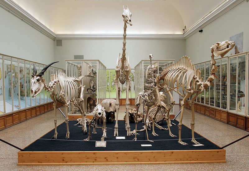 Musée Cantonal de Zoologie