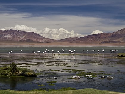 los flamencos national reserve laguna chaxa