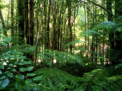 Valdivian temperate rain forest