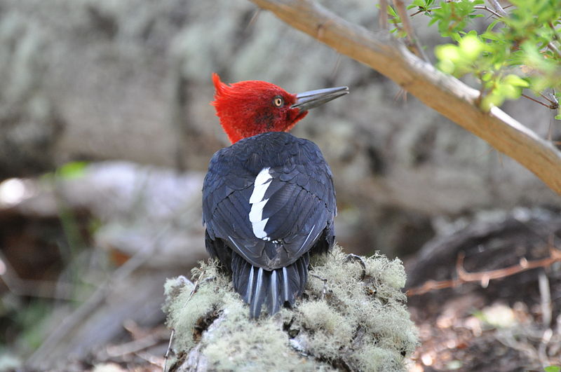 Nationalpark Alerce Costero