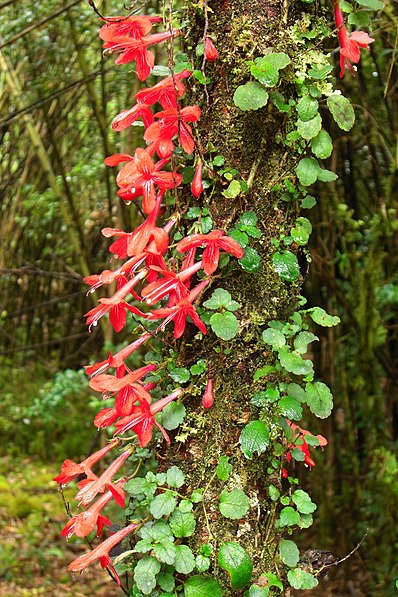 Parque nacional Puyehue