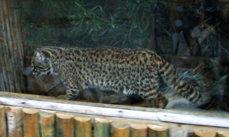 Parc national Alerce Costero