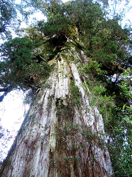 Valdivianischer Regenwald