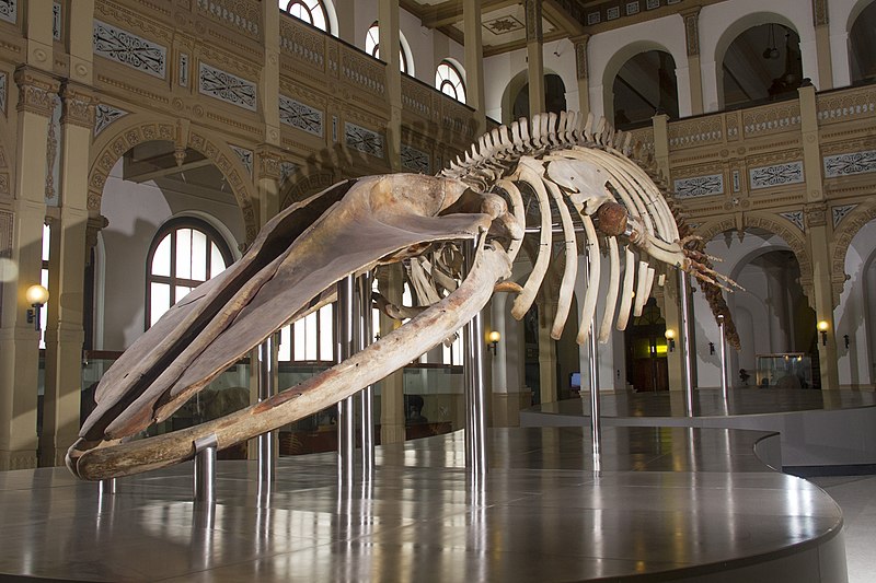 Museo Nacional de Historia Natural de Chile