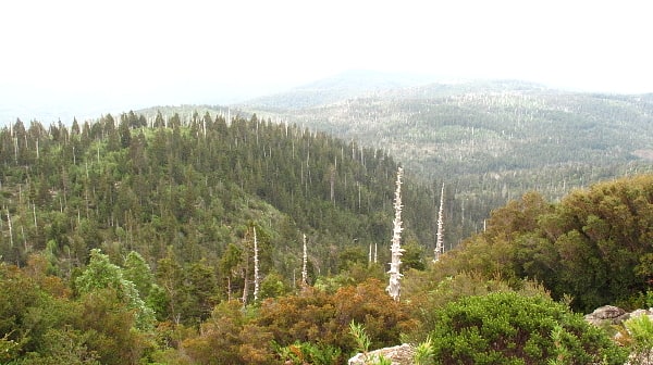 Parc national Alerce Costero, Chili