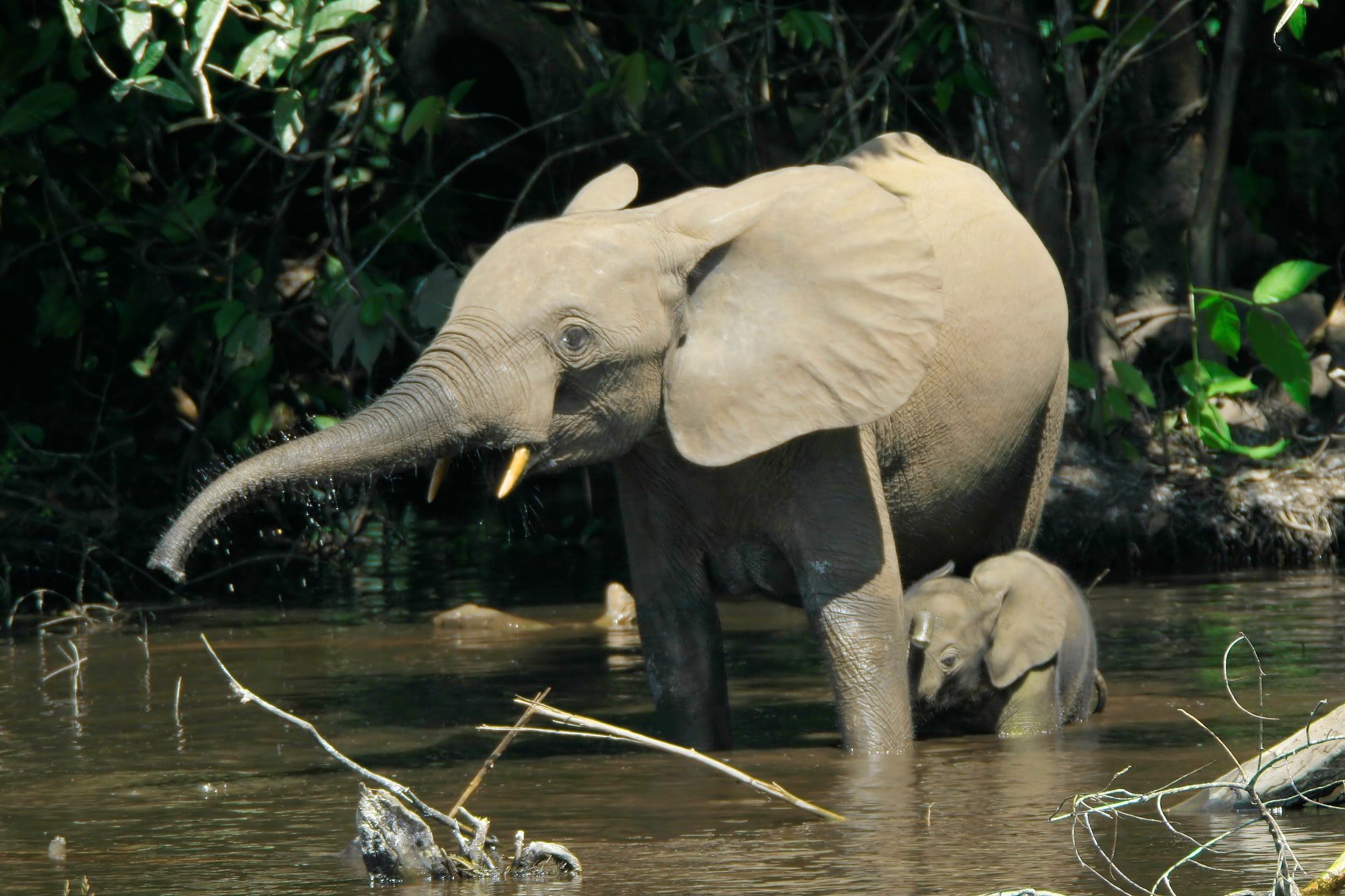 Réserve de faune de Douala-Edéa, Cameroun