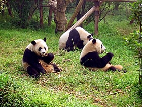 santuarios del panda gigante de sichuan