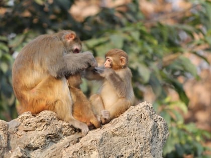 chengdu zoo