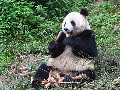 base des pandas geants de bifengxia yaan