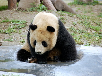 shanghai zoo szanghaj