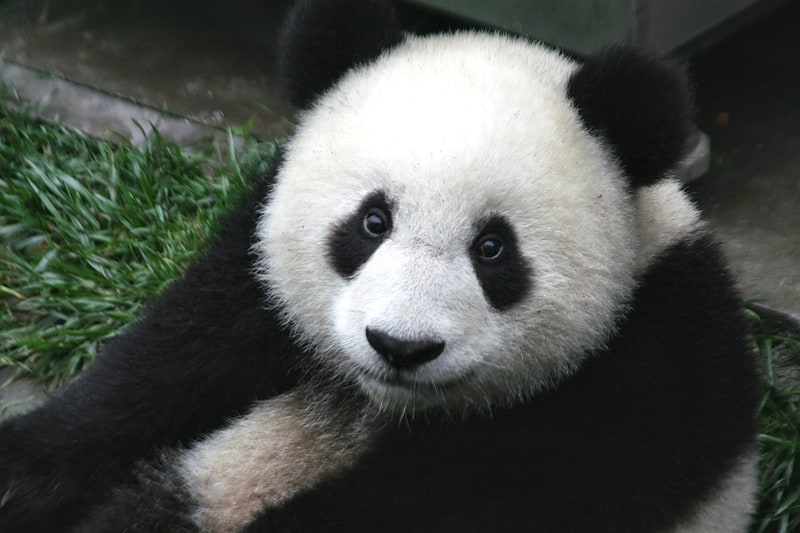 Sanctuaires des pandas géants du Sichuan