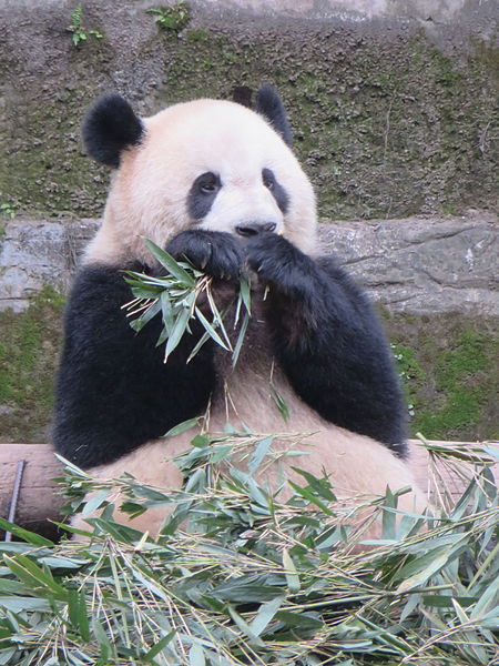 Zoo de Chongqing