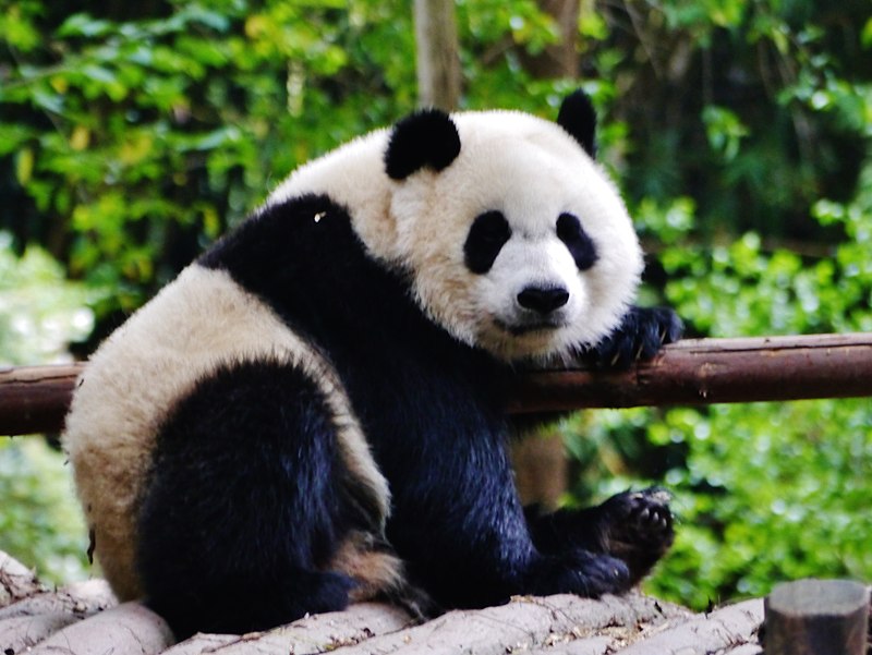 Centre de recherche sur le Panda géant de Chengdu