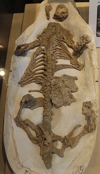 Paleozoological Museum of China