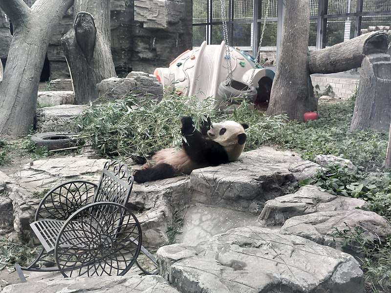 Zoo de Pékin