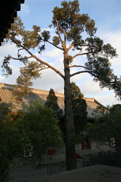 Pekinger Bailin-Tempel