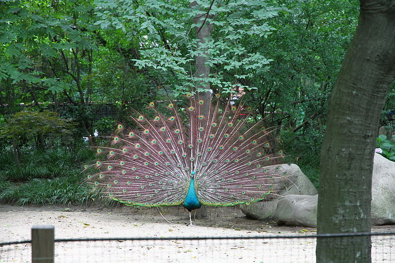 Zoo de Shanghai